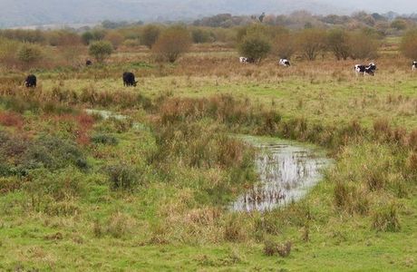Waltham Brooks Nature Reserve