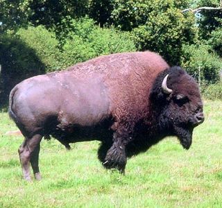 Bush Farm Bison Centre