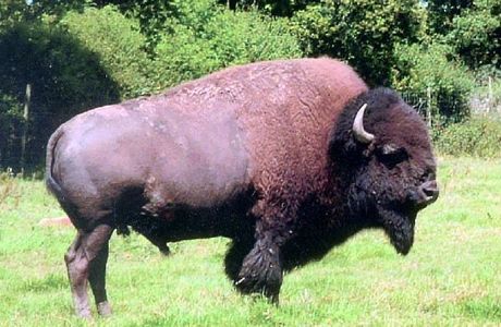 Bush Farm Bison Centre