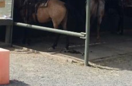 Shadow Glen Riding Stables