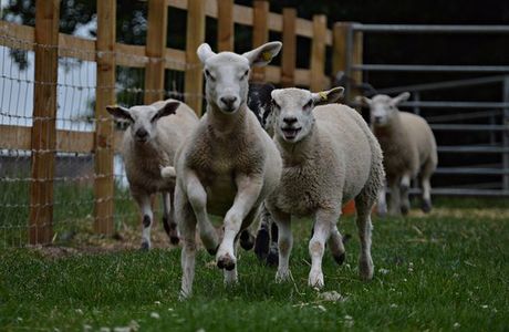 Floralands Farm Park