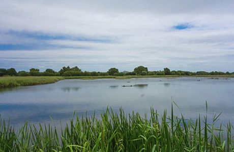 Ham Wall Nature Reserve
