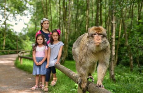 Trentham Monkey Forest