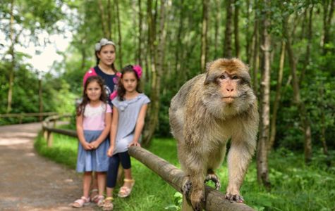 Trentham Monkey Forest 1