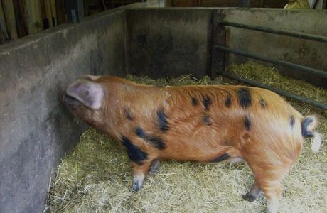 Tam O'Shanter Urban Farm