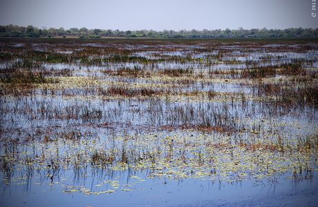Nene Wetlands