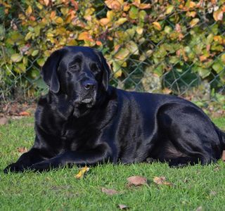Black Dog