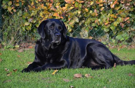 Black Dog