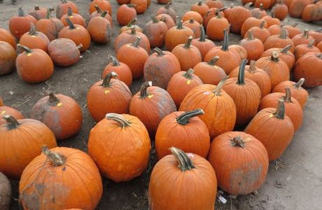 Goebbert's Pumpkin Patch