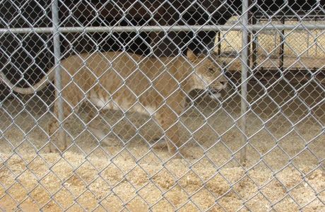 The Barry R. Kirshner Wildlife Foundation