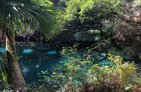 Ocala National Forest
