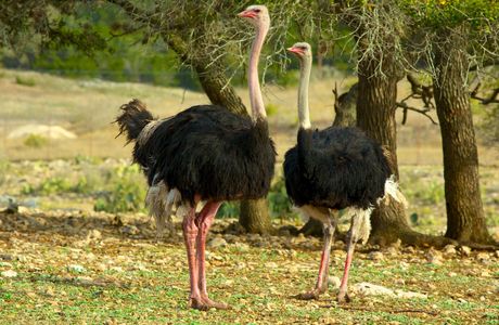 Natural Bridge Wildlife Ranch