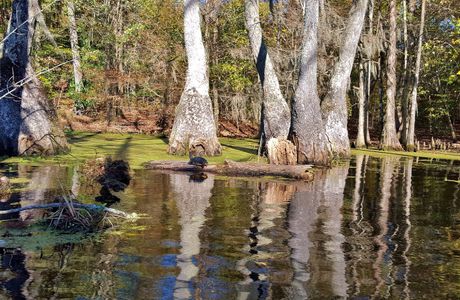 Merchants Millpond State Park