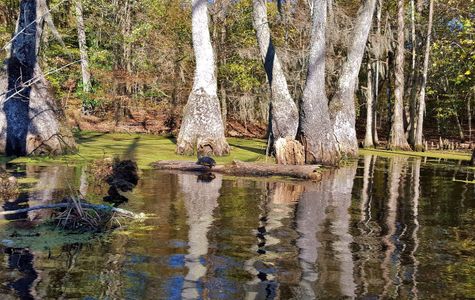 Merchants Millpond State Park 1