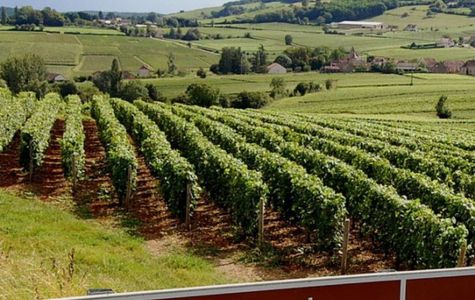 Route des Vins 1