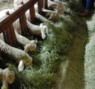 Les Bergers des Chaupous