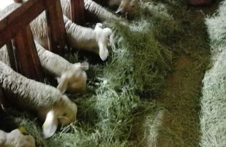 Les Bergers des Chaupous