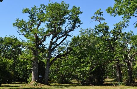 Loode Oak Forest
