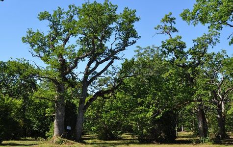 Loode Oak Forest 1