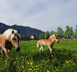 Haflingergestüt Fohlenhof