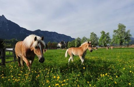 Haflingergestüt Fohlenhof