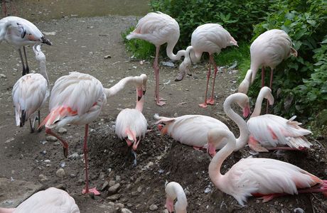 Raritätenzoo Ebbs