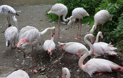 Raritätenzoo Ebbs 1
