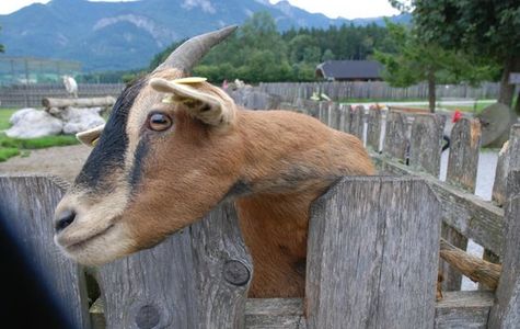 Village of Animals 1