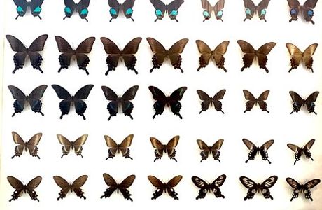 Daintree Entomological museum