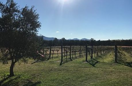 Whispering Brook Cellar Door, Winery, Guesthouse