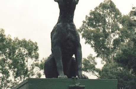 Dog On The Tucker Box