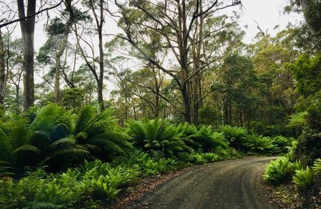 Blue Tier Forest Reserve