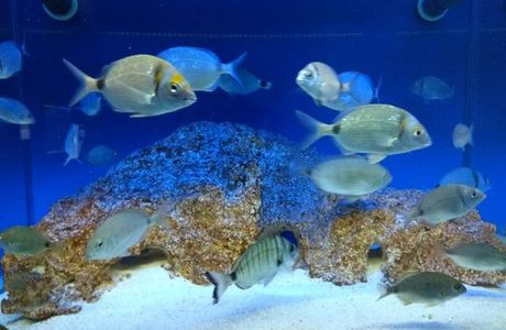 Ionian Aquarium