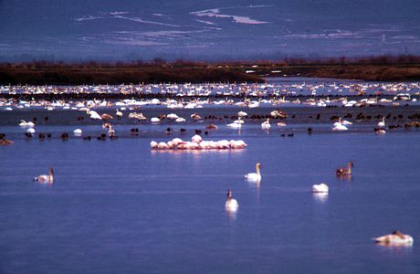 Evros Delta