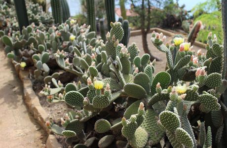 Giardino Esotico Pallanca