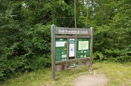 Forêt de Carnelle