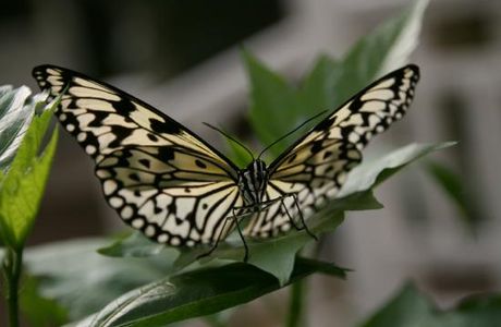 Garten Der Schmetterlinge
