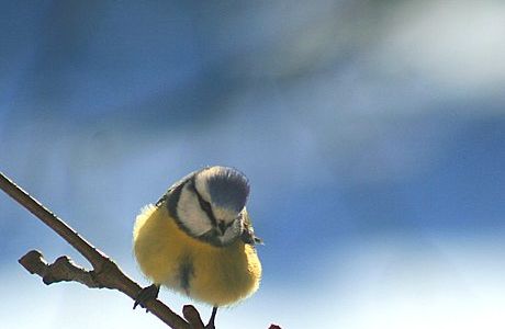 Upupa Birdwatching