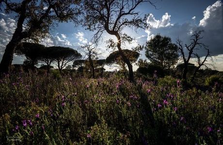Réserve Naturelle Nationale de la Plaine des Maures