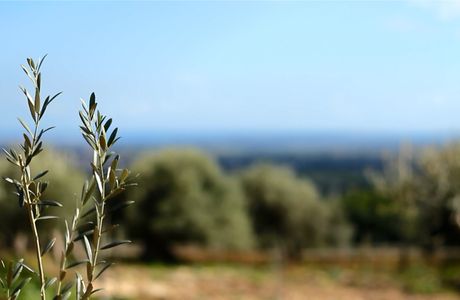 Azienda Agricola Oliva