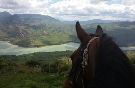 Amico Cavallo