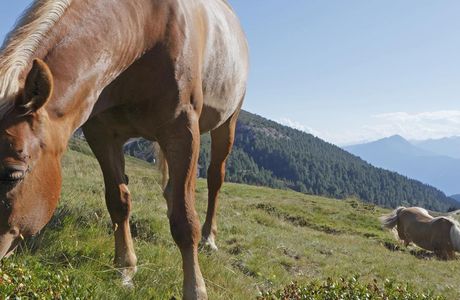Sentiero d'avventura Haflinger