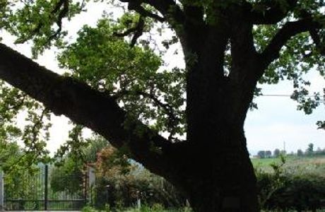 Quercia di Santa Margherita da Cortona