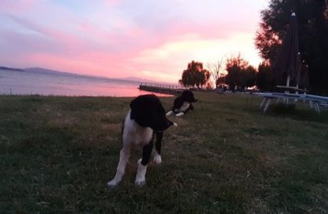 Passignano Dog Beach