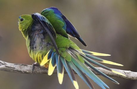 Picked Parrot