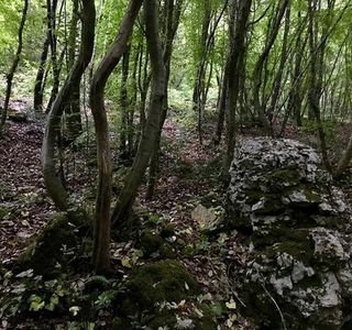 Bosco delle Pianelle Natural Reserve