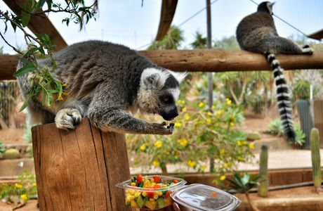 Monkey Park