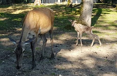 La Gradina Zoo