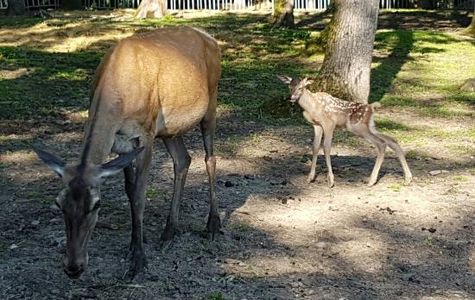 La Gradina Zoo 1