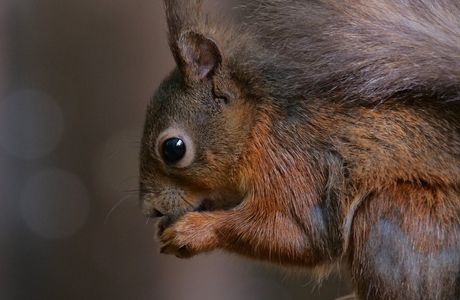 Red Squirrel Trail